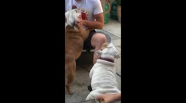 Dog Twerks For Attention from Owner