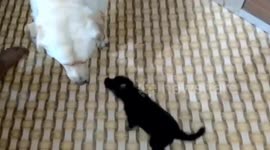 Owner buys its pet dog a dummy puppy after its puppy was separated from it to be sold as a routine norm
