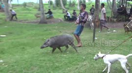 Train dogs to hunt hogs