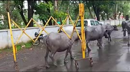 Watch - Buffalo does a road rage , drags barricades for several metres on Sagar Roads