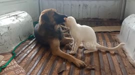 Male dog becomes surrogate mother to two orphaned stray kittens