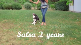 Amazing 2 years old border collie dog is showing off her dancing skills and making synchronized tricks