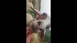Wonderful sheep eat grass