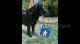US: Dog Shows Off Amazing Diving Technique