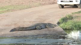 Not an everyday traffic delay, huge crocodile blocks traffic on river crossing