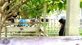 Locals in Indonesia play with visiting baby gibbon