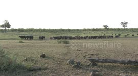 Buffaloes wait patiently for tired newborn calf to get up and walk with the herd