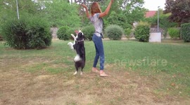 This 2-year-old border collie nails impressive dance routine with her owner