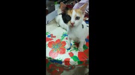 Sofi Kitten On Camera With Sibilings
