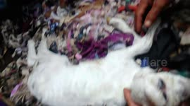 Two mutant lambs born with facial deformities in Indonesia