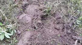 Farmer, 79, trampled to death by aggressive wild elephant in Thailand
