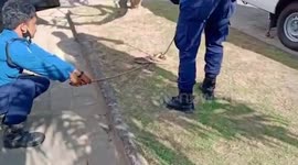 Cobra caught in car engine in Bali, Indonesia