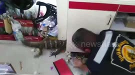 Monitor lizard sparks panic after rampaging through grocery shop