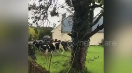 Cows escape as Storm Ellen batters Ireland