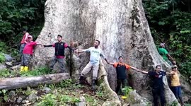 Colossal tree with 14.5m girth discovered in rainforests of Indonesia