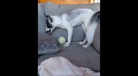 Domestic fox in Ohio absolutely loves playing with ball