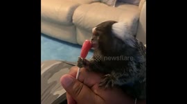 Adorable little marmoset monkey enjoys a lollipop