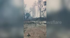 Charred forest, burnt trees as CZU Lightning Complex fire ravages Bonny Doon, Santa Cruz