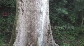 The biggest tree in the world is found in Indonesia