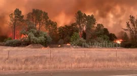 Deer captured fleeing flames as wildfire scorches northern California