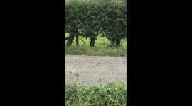 A rocking weed has been nicknamed 'Robert Plant'