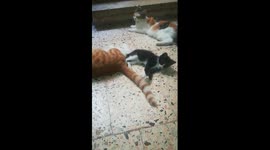 Sofi Kitten Brother Prefer Tails Play