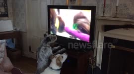 Dogs get excited watching 'Puppy Bowl' on TV