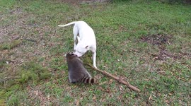 Dog and raccoon are best friends