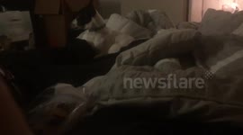 Puppy loves cookie bag