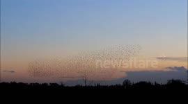 Amazing Starling Murmuration