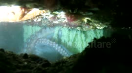Giant Pacific octopus found caring tenderly for her clutch of eggs