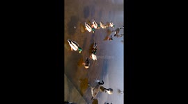 fighting ducks