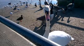 curious swan