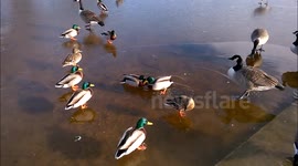 The Duck Fight