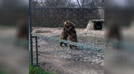 Bear Fight in the Skopje Zoo