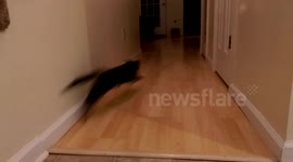 Cat plays fetch with owner