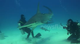 Great hammerhead shark attack