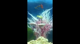 Kissing fish in France