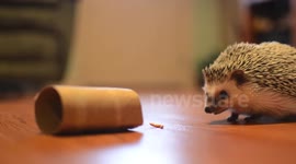 Venera the hedgehog eats mealworms and goes tubing!