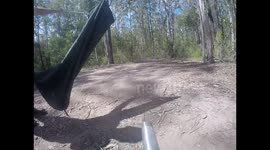 Angry Eastern Brown Snake near Newcastle NSW Strikes at Go Pro January 2015