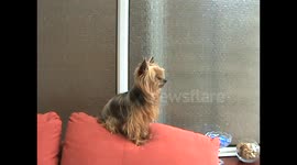 Very cute Yorkie