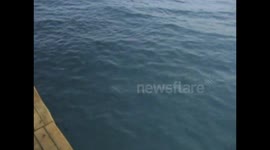 Fish eating frenzy