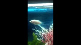 Poisson saint Valentin