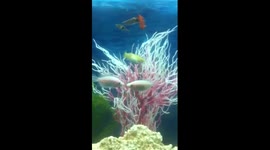 Poisson saint Valentin