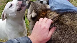 Dog and raccoon are best friends