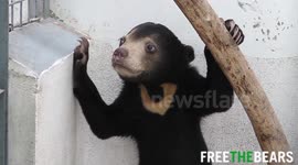 Orphaned bear cub learns how to play