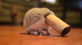 Hedgehog gets stuck in cardboard tube