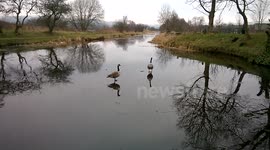 Geese skating on frozen canal