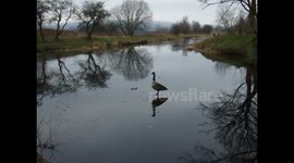 Geese on frozen canal
