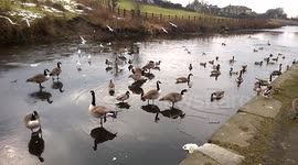 Geese, ducks and sea gulls on frozen canal